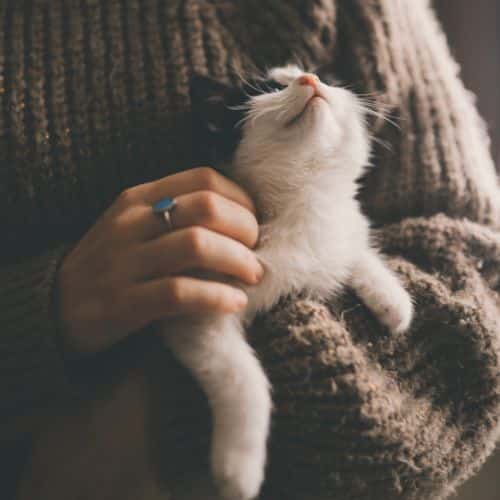 Assurance animaux en ligne